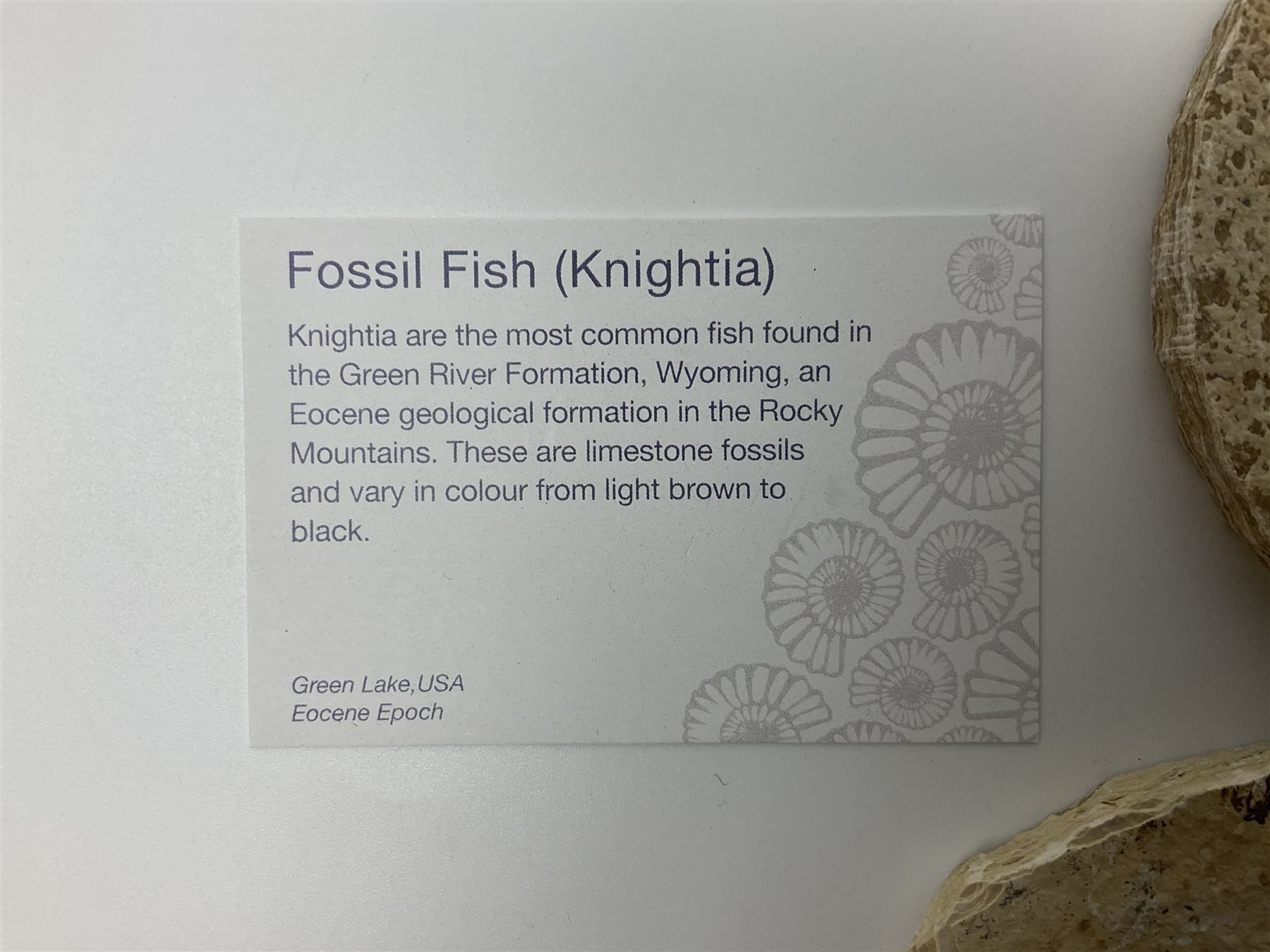 Four fossilised fish (Knightia alta) each in an individual matrix; age; Eocene period, location; Green River Formation, Wyoming, USA, largest matrix H8cm, L10cm
