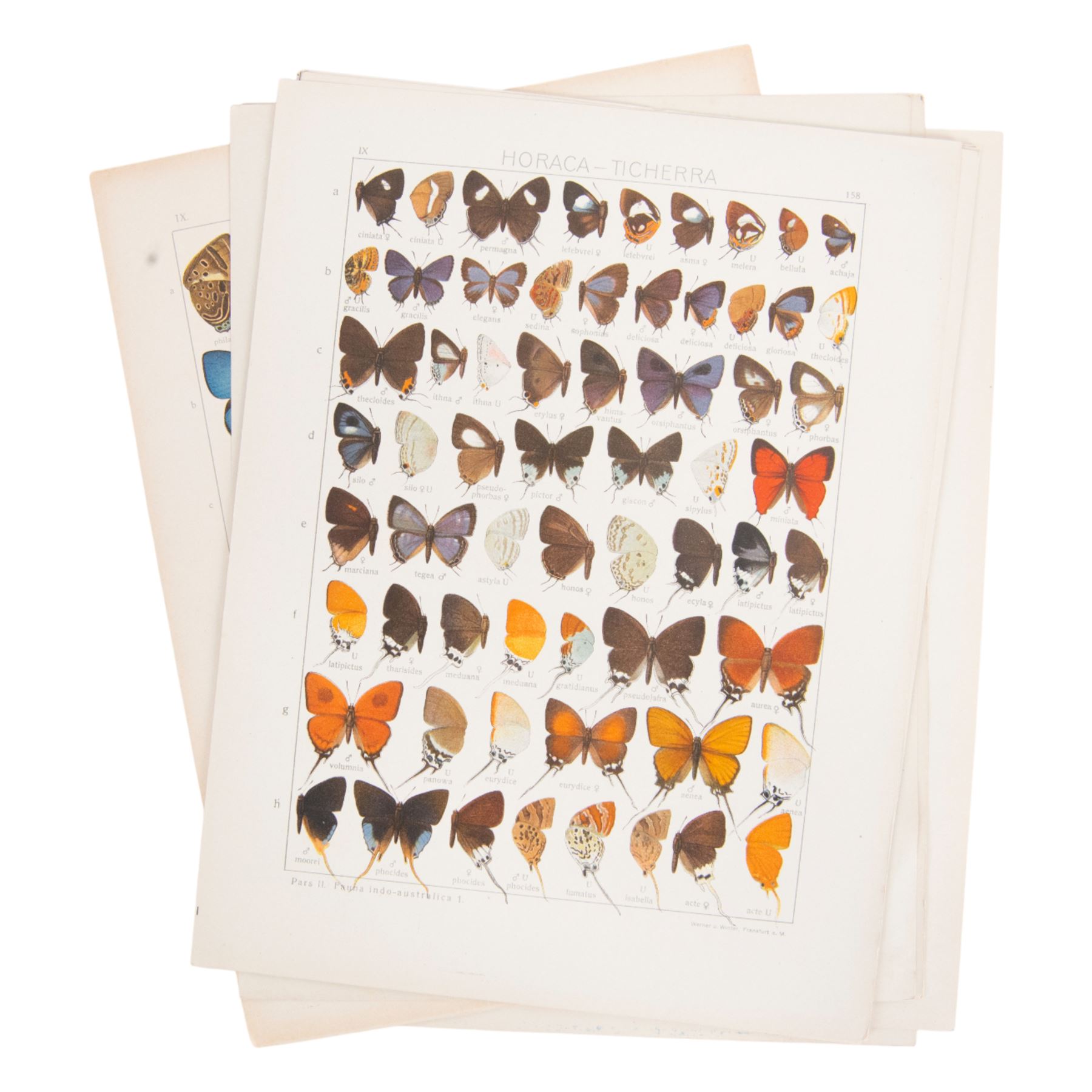 Seitz (Adalbert); collection of ten chromolithographic butterfly plates from Fauna Indo-Australica, mainly of specimens from the Lyceanidae family, circa 1907 