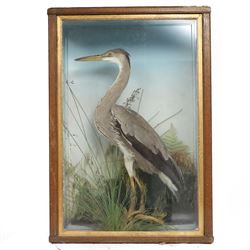 Taxidermy: Grey heron (Ardea cinerea), full adult mount, within a naturalistic setting of ...