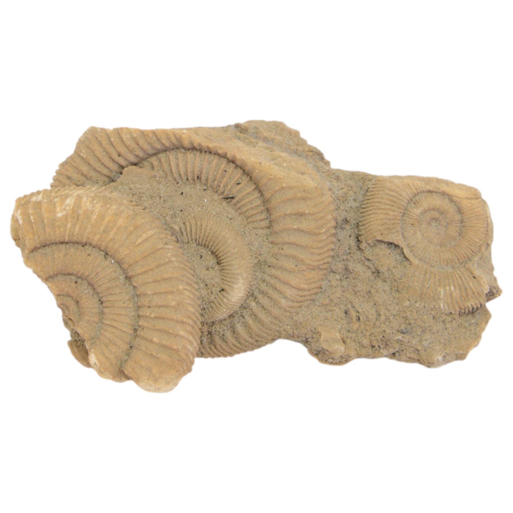 Ammonite cluster, together with Dendrite plaque, green river fossilised fish and other natural science specimens  
