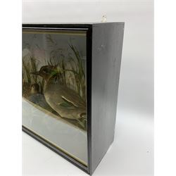 Taxidermy: pair of Green Wing Teal Ducks (Anas Carolinensis), hen and drake, in naturalistic setting, detailed with rockwork and long grasses, set against a painted light blue backdrop, encased within an ebonised single pane display case, with taxidermist paper label verso detailed E Allen & Co No 20 Stonegate York, H47cm L68.5cm D18.5cm