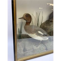 Taxidermy: female Goosander (Mergus Merganser), male Green Wing Teal Duck (Anas Carolinensis), and Little Grebe (Tachybaptus Ruficollis), in naturalistic setting detailed with long grass, set against a painted cream backdrop, encased within an ebonised single pane display case, with taxidermist paper label verso detailed J E Massey, Finkle Street, Malton, H50.5cm W89cm D21cm