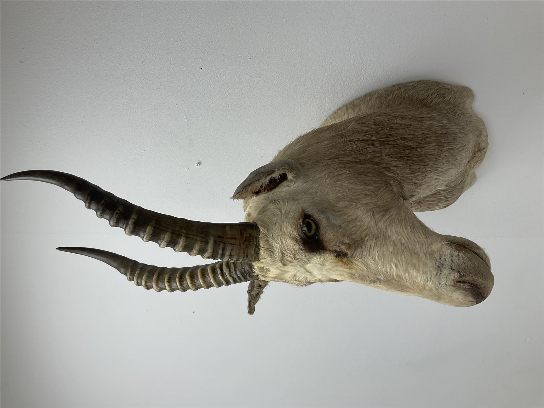 Taxidermy: White Blesbok (Damaliscus pygargus phillipsi), light coloured shoulder mount, approximately H85cm