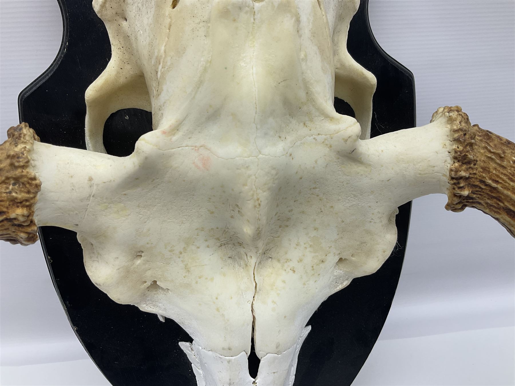 Antlers/Horns: Pair of European Moose (Alces alces) horns with upper skull, mounter upon a wooden shield, H45cm