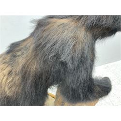 Taxidermy: North American Black Bear (Ursus americanus), full mount juvenile black bear, mounted upon a large faux rock base with natural logs, H122cm