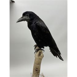 Taxidermy: Carrion crows (Corvus corone) modern, by award winning Taxidermist - Carl Church, Pickering, North Yorkshire, one specimen in flight, one perched on a tree, maximum H66.5.