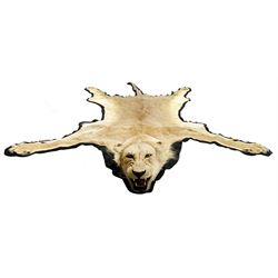 Taxidermy: African Lioness (Panthera Leo), full lioness skin and head mount, with black felt backing, L279cm