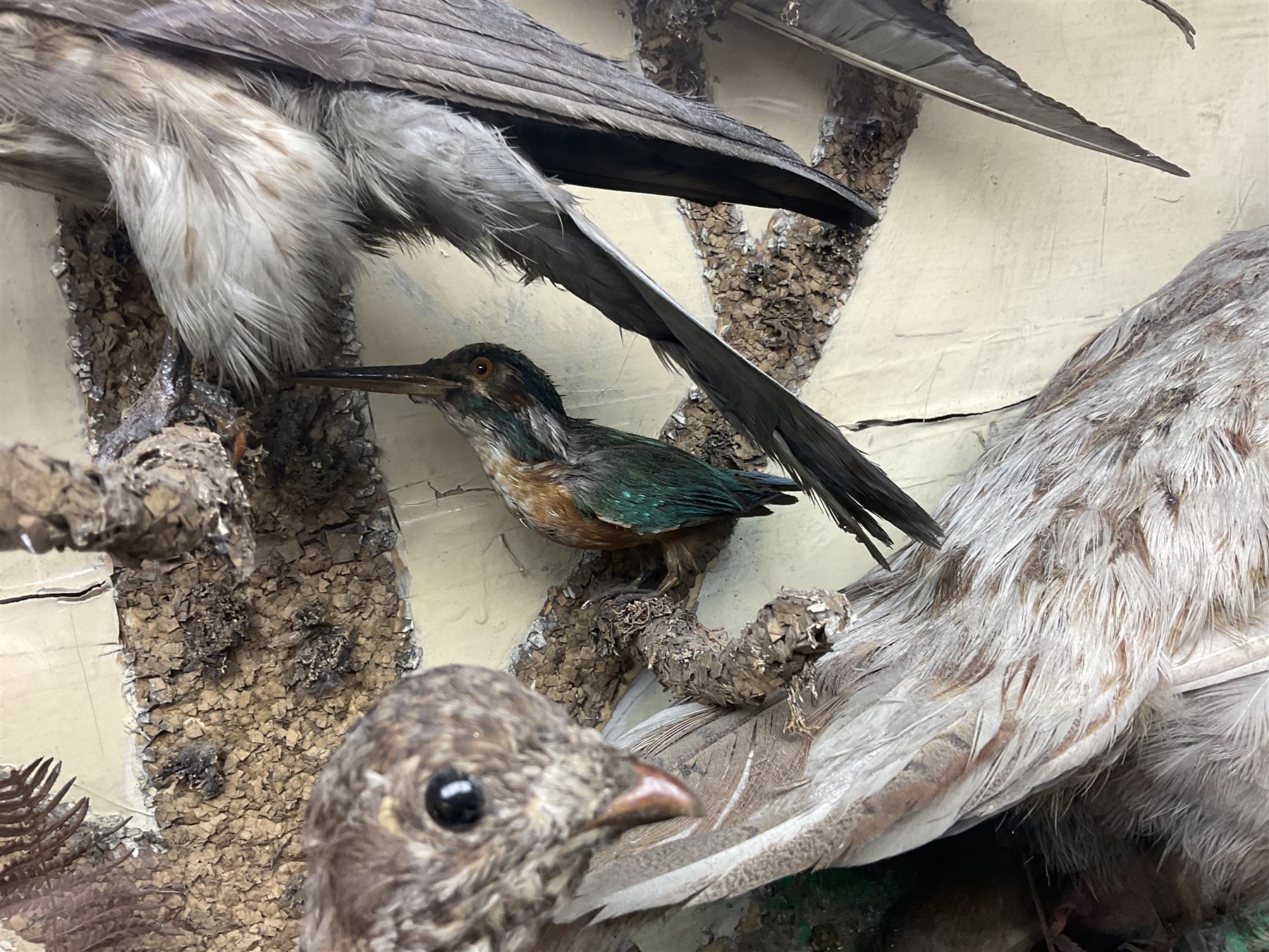 Taxidermy; cased bird diorama, to include Red-neck Pheasants (Phasianus colchicus) adult mounts hen and cock, Common Kestrel (Falco tinnunculus), Common Blackbird (Turdus merula), Starling (Sturnus vulgaris) and others,  in a naturalistic setting, encased within a single pane display case, H66cm, L97cm