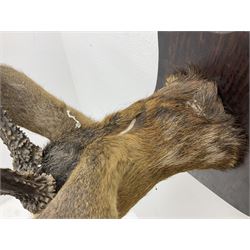 Taxidermy; Roe Deer (Capreolus capreolus), adult Roebuck neck mount looking straight ahead, mounted upon an oak shaped shield, together with a pair of Roe Deer antlers, with partial skull