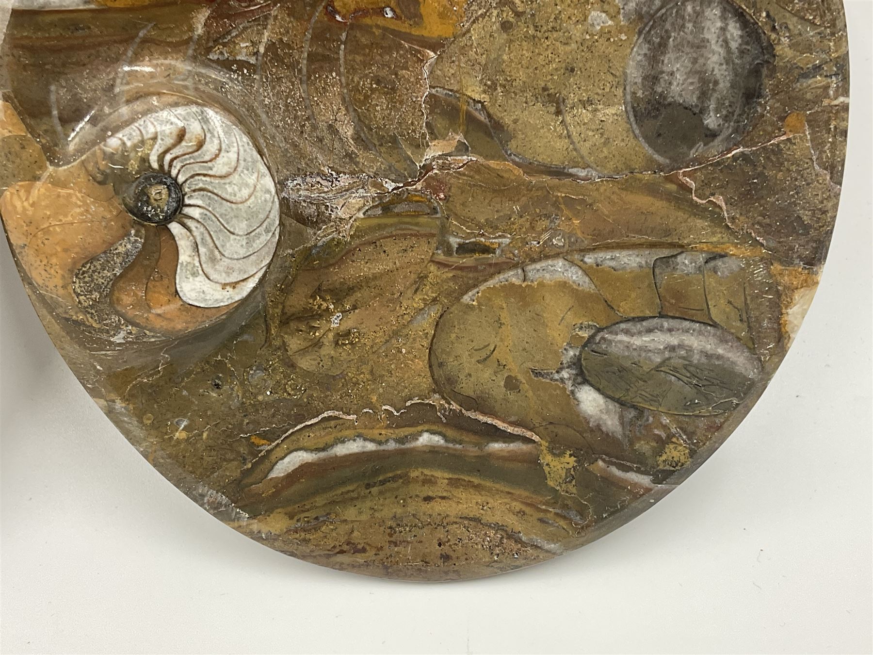 Pair of oval dishes, with a raised Goniatite to the side, Orthoceras and Goniatites inclusion, D12cm 