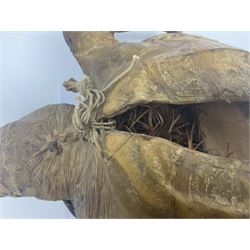 Taxidermy: Hawksbill Sea Turtle (Eretmochelys imbricata), juvenile full mount, beak to shell base, 40cm