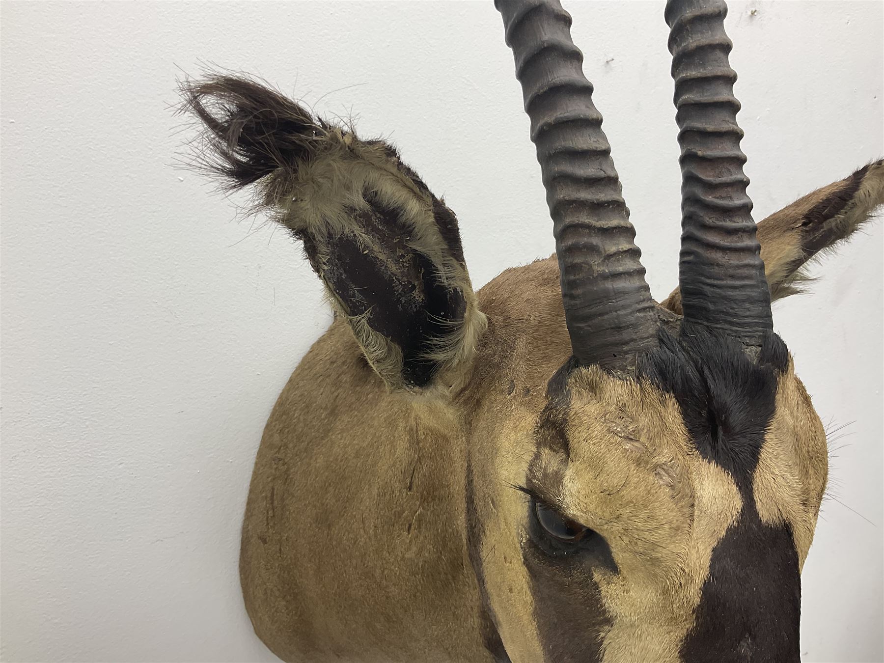 Taxidermy: Fringed-eared oryx (Oryx beisa callotis), circa 1960, by Rowland Ward Ltd,  adult male shoulder mount looking straight ahead, D62cm