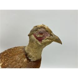 Taxidermy; Ring-necked Pheasant (Phasianus colchicus), adult female mount on open display, together with Pair of Hartebeest (Alcelaphus buselaphus) horns with upper skull, mounter upon a wooden shield, pheasant H40cm 