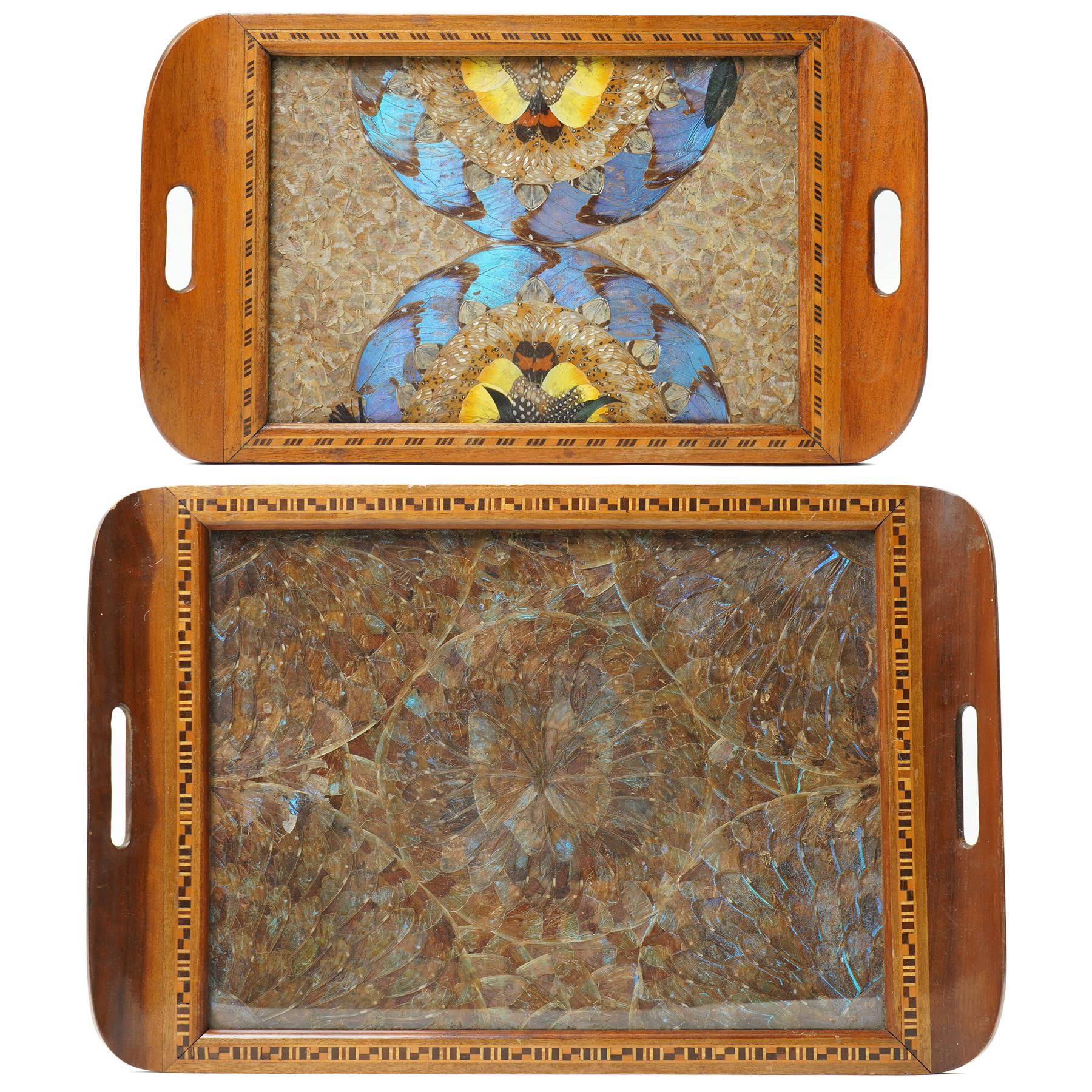 Entomology - Two Victorian South American Butterfly Wing Trays, each tray of rectangular form, protected by glazed panels, max 35cm x 52cm (2)
