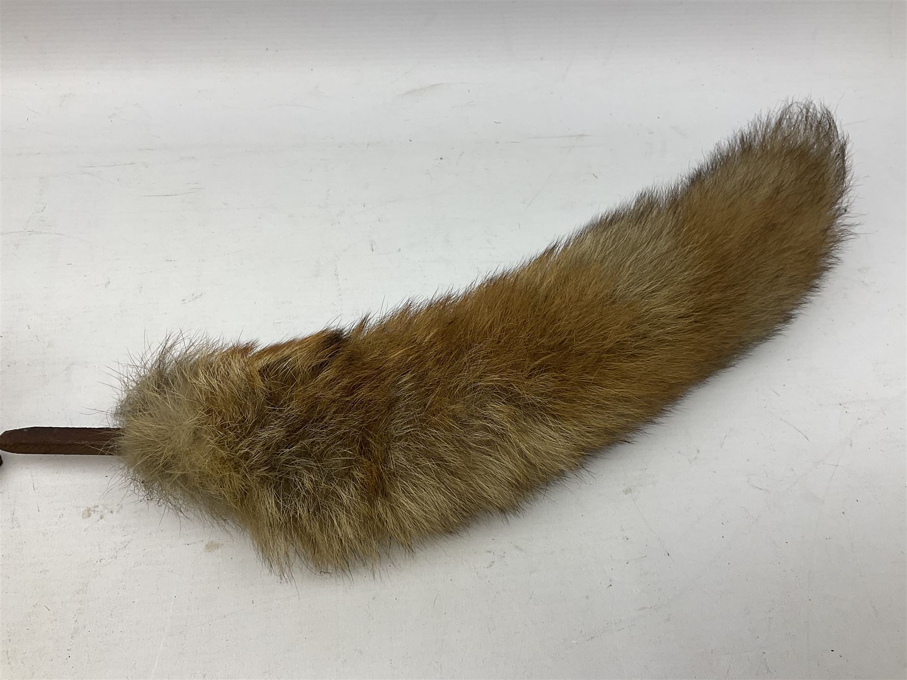 Taxidermy: Red fox mask (Vulpes vulpes), with mouth agape bearing teeth and ears back, mounted upon wooden shield, with brush, shield H24cm
