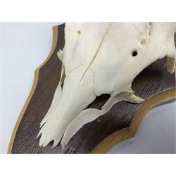 Antlers/Horns; Roe deer (Capreolus capreolus), two pairs of Roebuck Antlers with partial skull , upon wooden shields, H32cm