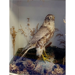 Taxidermy: A Victorian cased Merlin (Falco columbarius), in naturalistic setting with lichen, grasses and other fauna, set against a pale blue painted backdrop, encased within an ebonised single pane display case, traces of paper label verso, H35.5cm L29cm D14.5cm 