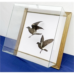 Taxidermy: 20th century cased pair of Storm Petrels (Oceanodroma furcata), mounted in flight, set against a pale blue painted backdrop, enclosed within a wall mounting five pane display case, H58cm L58cm D26cm 