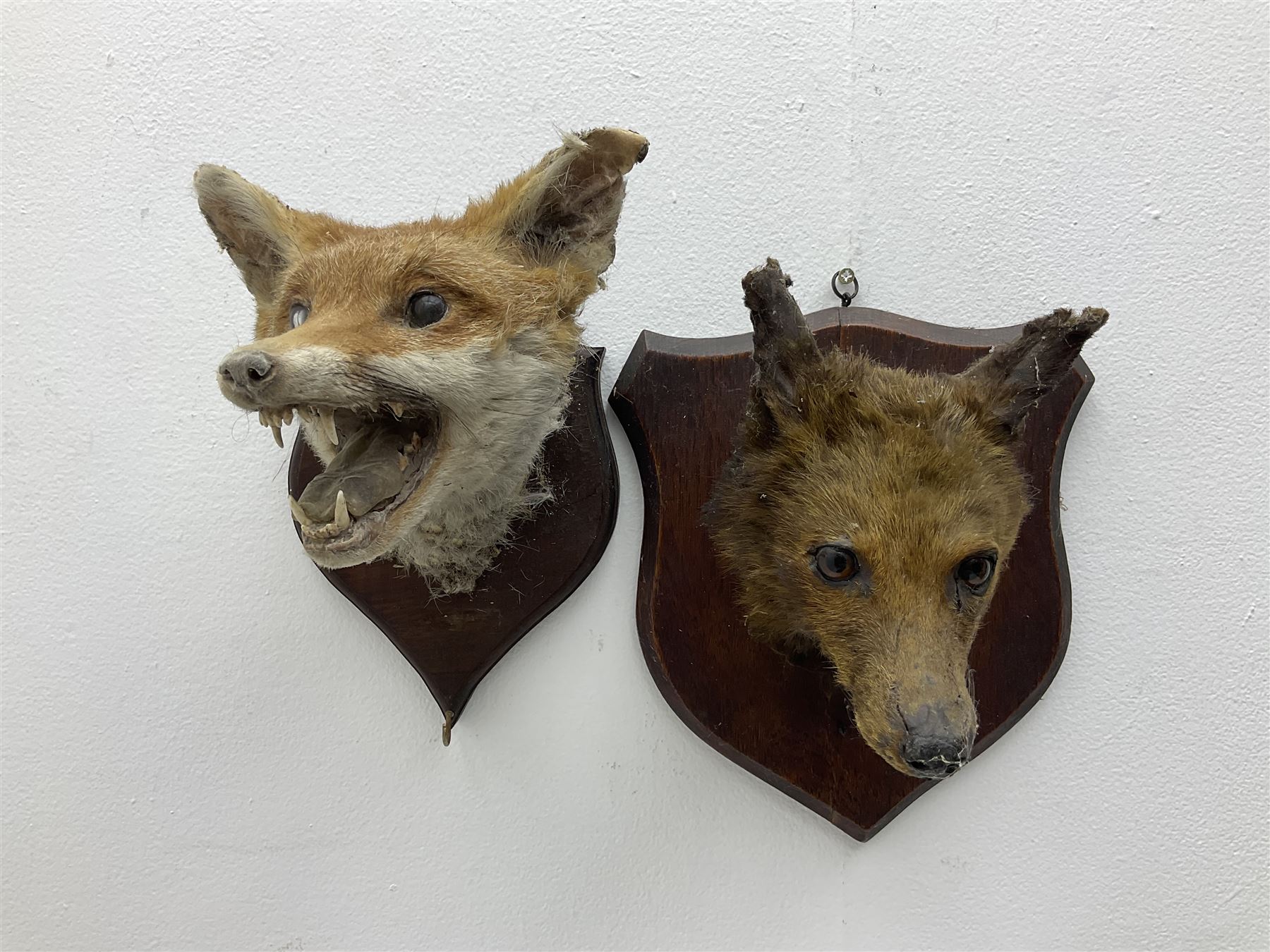 Taxidermy: Red fox masks (vulpes vulpes), the first example an unusual dark coloured adult head looking straight ahead, the second mount turning to the right with mouth agape bearing teeth, both on wooden shields 