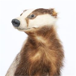 Taxidermy; European Badger (Meles meles), full male adult mount on open display, stood upon hind legs, upon a wooden base,with taxidermist label beneath, Dave Hornbrook  H40cm
