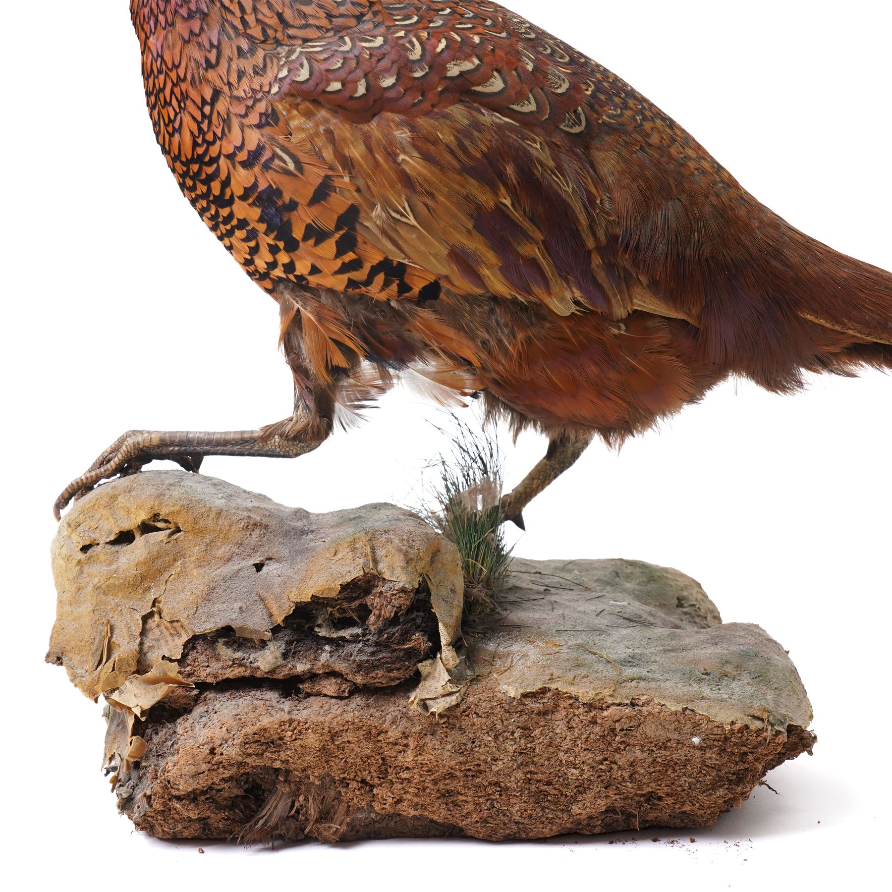 Taxidermy - Moorhen (Gallinula Chloropus), adult mount on naturalistic driftwood base, including base H32cm; Common Pheasant (Phasianus Colchicus), adult male mount on naturalistic base, including base H43cm (2)