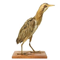 Taxidermy - Bittern (Botaurus stellaris), full adult mount upon wooden base, overall H55cm 