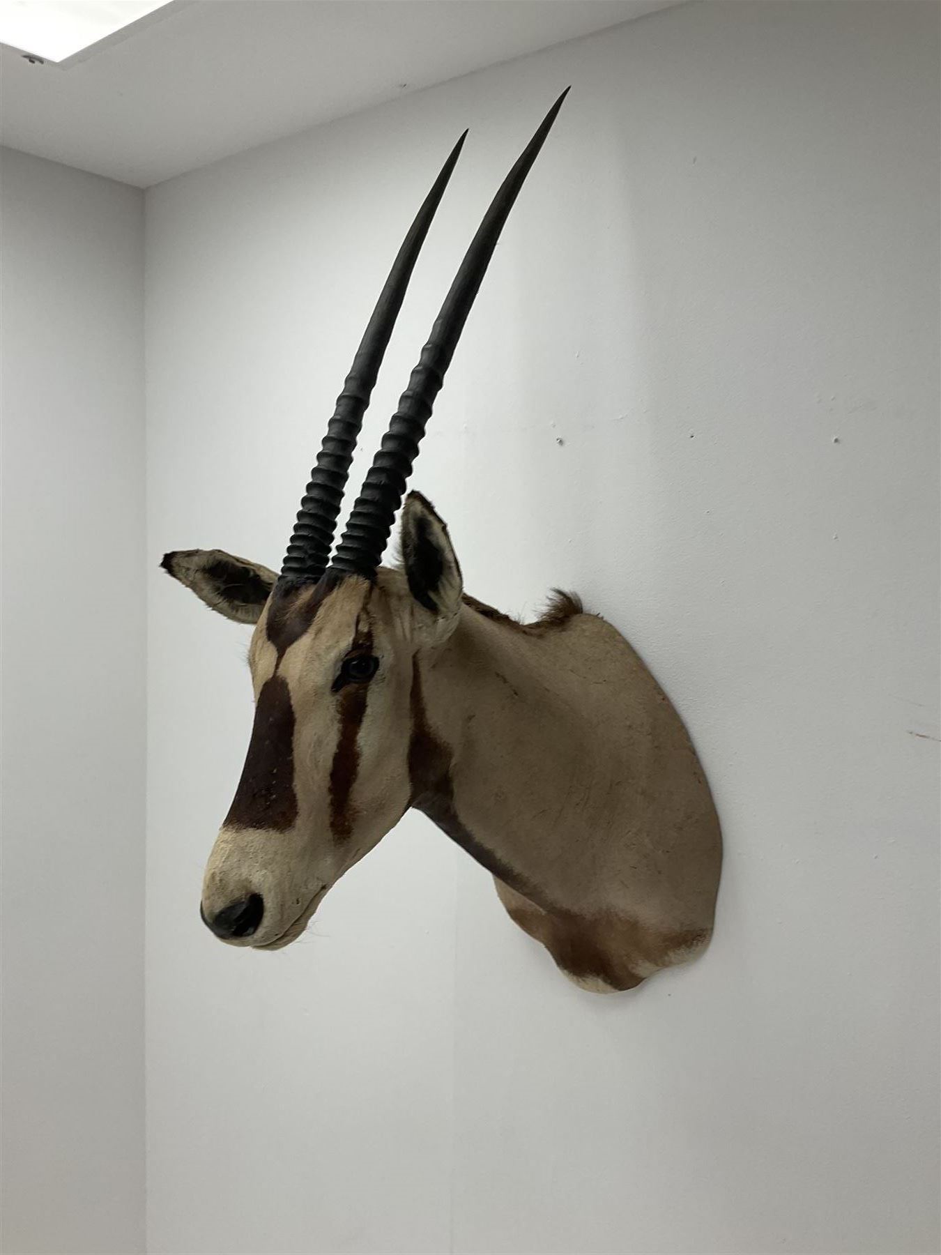 Taxidermy: Beisa Oryx (Oryx beisa beisa), adult male shoulder mount looking straight ahead, approximately H120cm