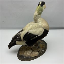 Taxidermy: Common Eider (Somateria Mollisima), full mount drake, upon an oval base, decorated with oyster shells, H42cm