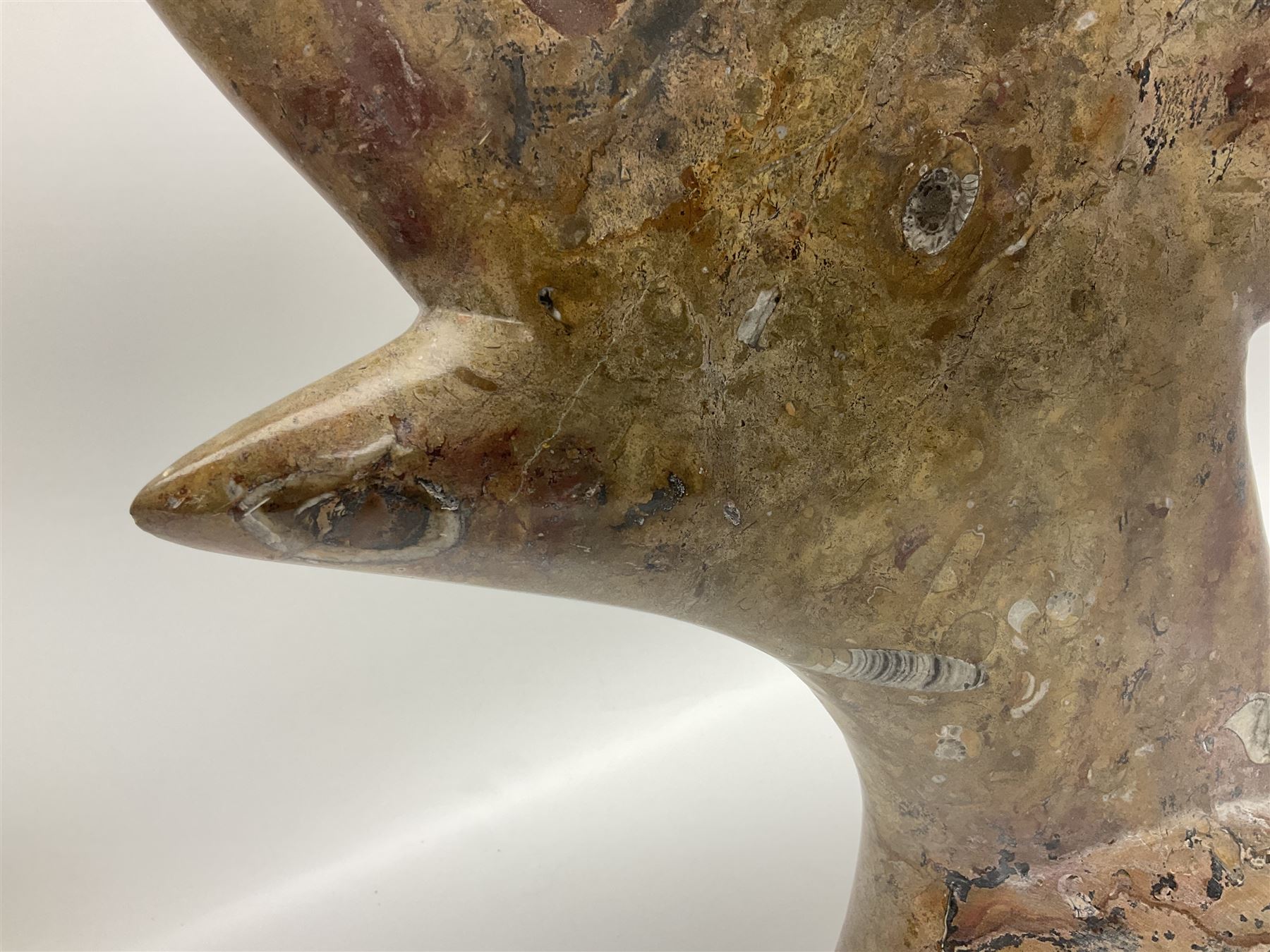 Goniatite sculpture, displaying two Goniatites within a polished and shaped matrix, age; Devonian period, H56cm