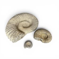 Set of three weathered cast stone wall plaques modelled in relief as ammonite fossils, of ...