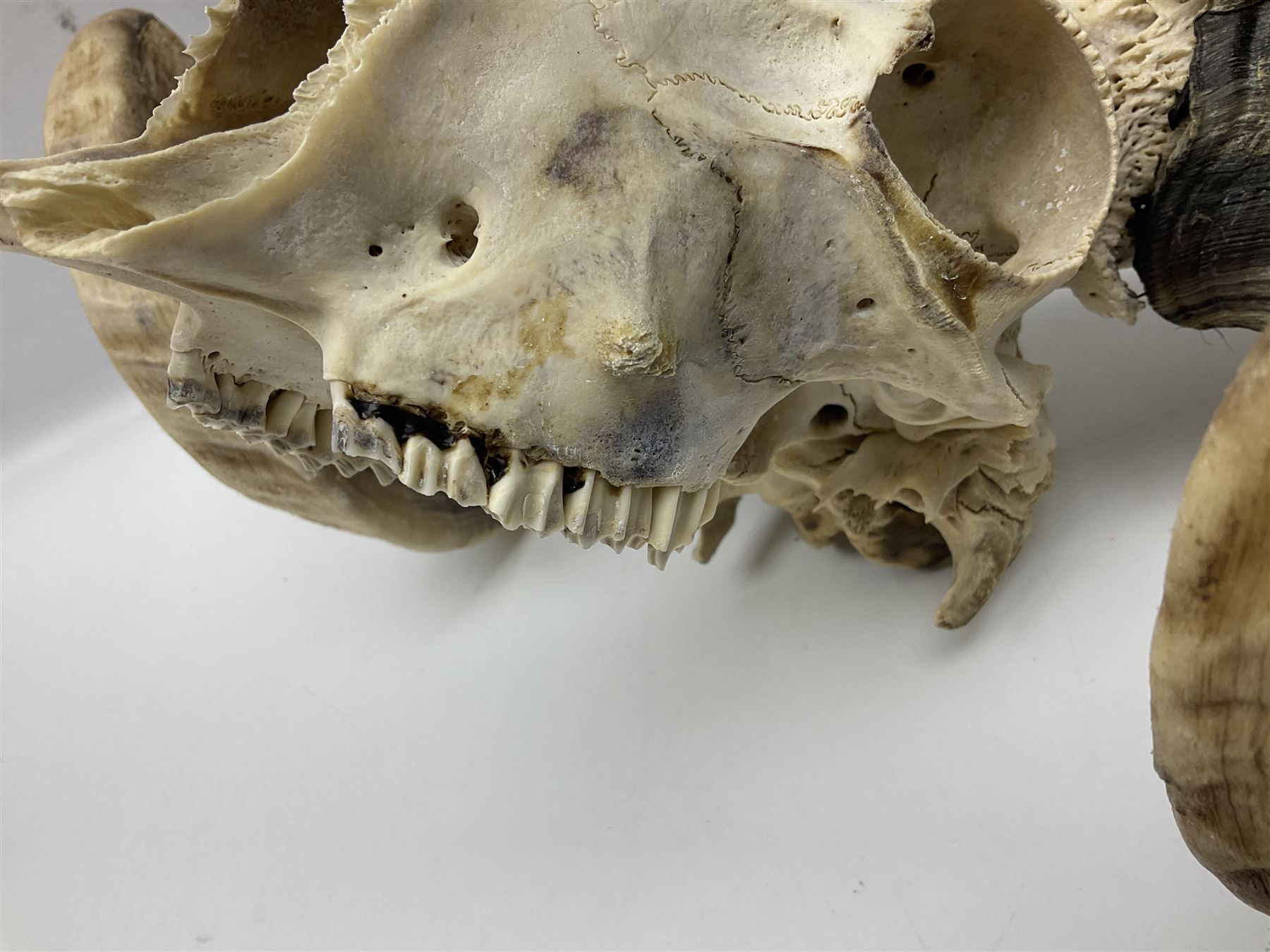 Skulls/Horns: Swaledale Ram Skull, (Ovis aries), set of adult horns on upper skull, H17cm