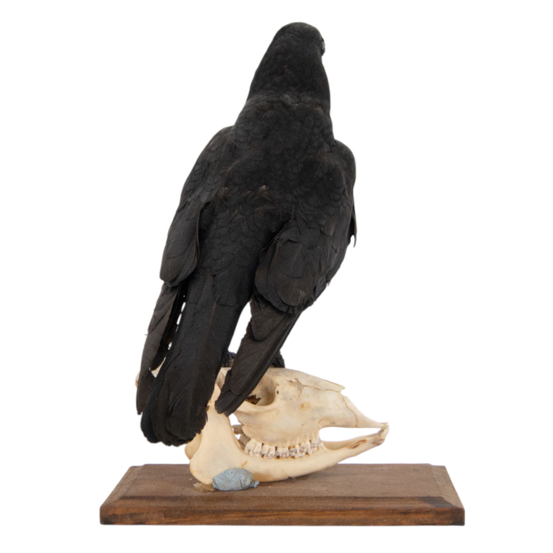 Taxidermy; Carrion Crow (Corvus corone), full adult mount perched upon a sheep skull upon a rectangular base, H39cm