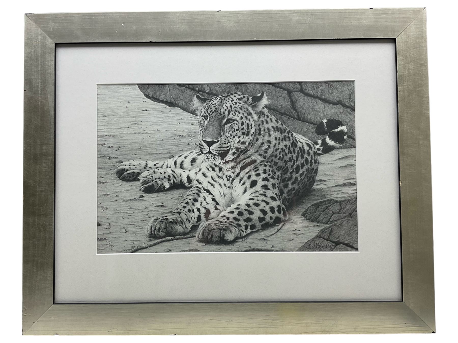 Clive Meredith (British Contemporary): 'Solitary Hunter - Persian Leopard', limited edition print signedand numbered 71/595, 29cm x 44cm 