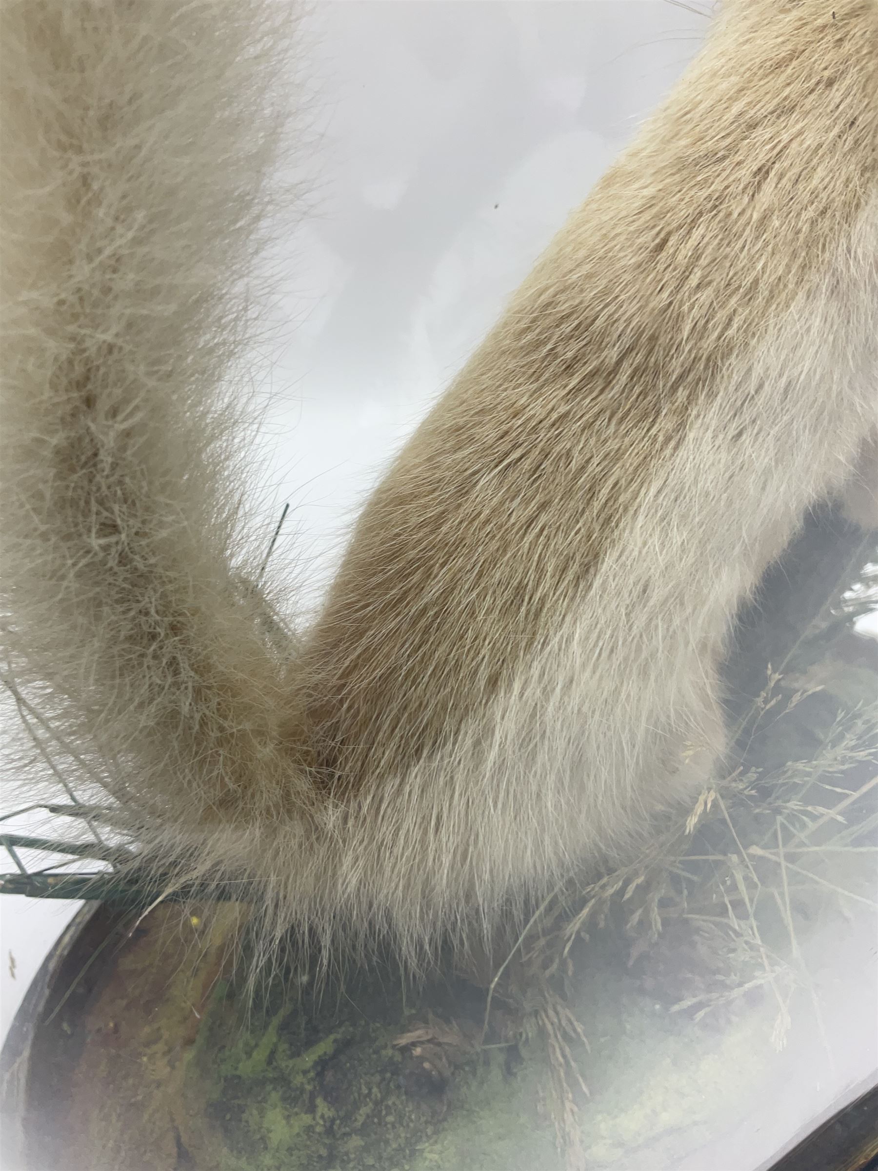 Taxidermy: Victorian cased Red Squirrel (Sciurus vulgaris), full mount adult, upon a tree branch with a naturalistic ground, enclosed beneath a period oval glass dome with ebonised base, raised upon four bun feet, H36cm 
