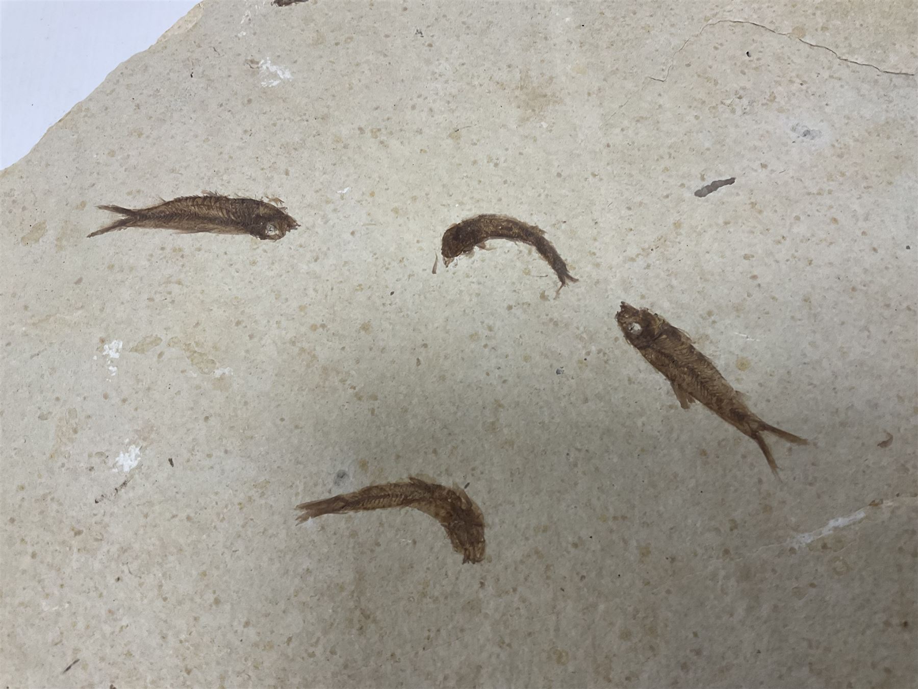 Fossilised fish group in a single matrix; shoal of fossilised fish (Knightia alta), age; Eocene period, location; Green River Formation, Wyoming, USA, matrix L71cm, H46cm