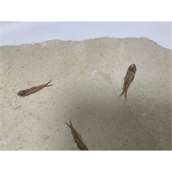 Fossilised fish group in a single matrix; shoal of fossilised fish (Knightia alta), age; Eocene period, location; Green River Formation, Wyoming, USA, matrix L71cm, H46cm