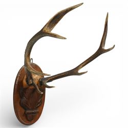 Antlers/Horns - Eight point antlers with partial skull on carved wooden plaque, W49cm and another set of eleven point antlers on carved wooden plaque, W47cm (2)