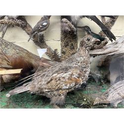 Taxidermy; cased bird diorama, to include Red-neck Pheasants (Phasianus colchicus) adult mounts hen and cock, Common Kestrel (Falco tinnunculus), Common Blackbird (Turdus merula), Starling (Sturnus vulgaris) and others,  in a naturalistic setting, encased within a single pane display case, H66cm, L97cm