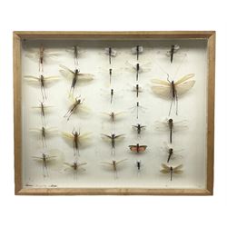 Entomology: Glazed entomology collector's drawer display of various Australian and African Locusts and Dragonflies, twenty-eight assorted specimens, collected from various regions of Australia and Africa, each with attached data labels, H42cm, L51cm
