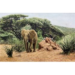 Edmund Barker (British 1940-2023): 'Kudu on the Alert - Samburu National Park Kenya', oil on board, signed titled and dated 1993 verso 49cm x 74cm