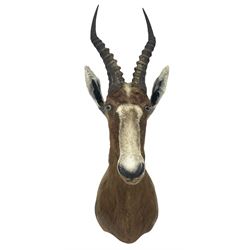 Taxidermy: Blesbok (Damaliscus phillipsi), adult male shoulder mount looking straight ahead, D51cm