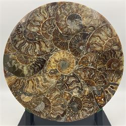 Polished ammonite plate, formed of individual ammonites age; Jurassic period, upon an ebonised stand, D27cm