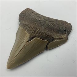 Megalodon (Otodus megalodon) tooth fossil, age; Miocene period, H6cm, W6cm