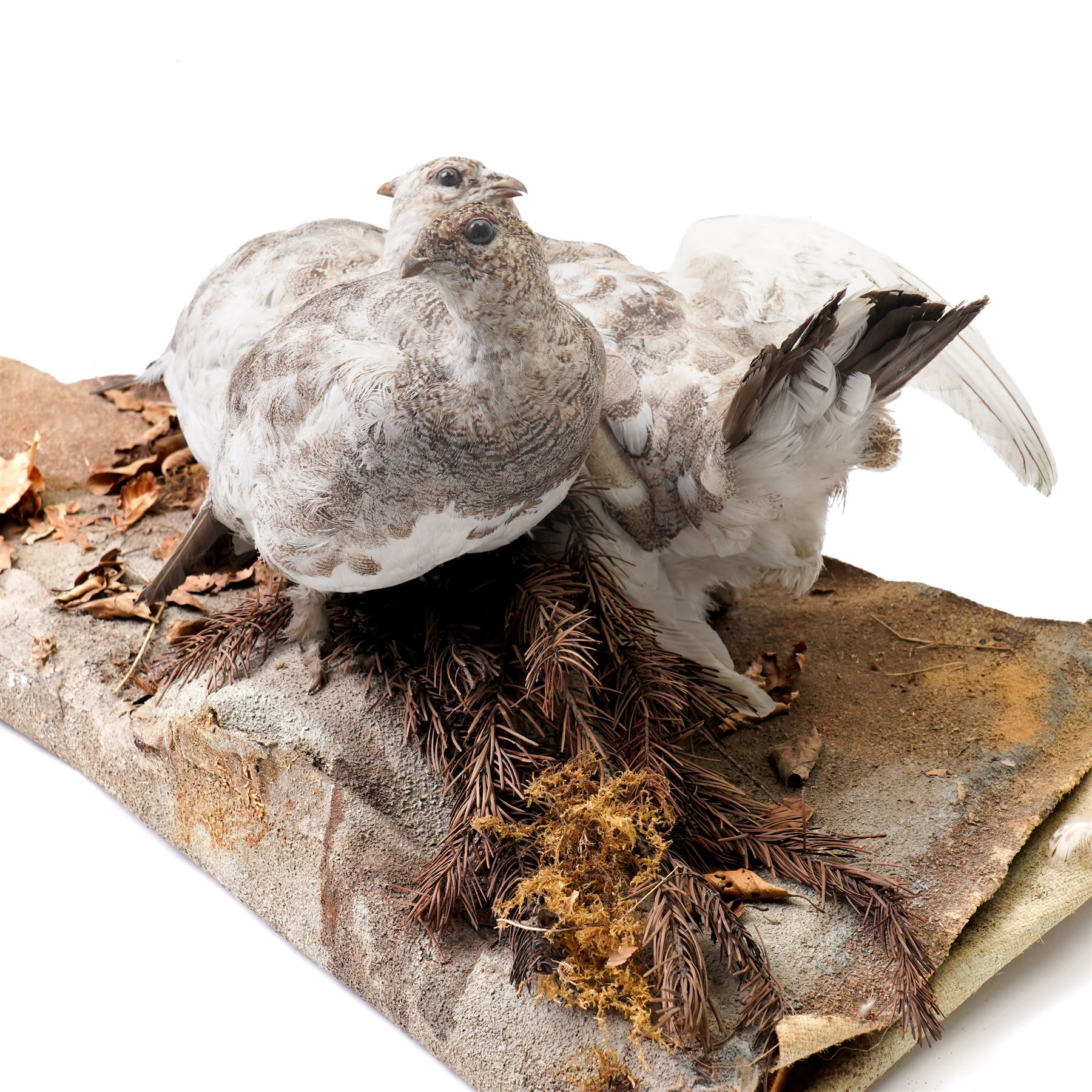 Taxidermy - English Grey Partridge (Perdix Perdix), three adult mounts upon naturalistic setting, including base W73cm