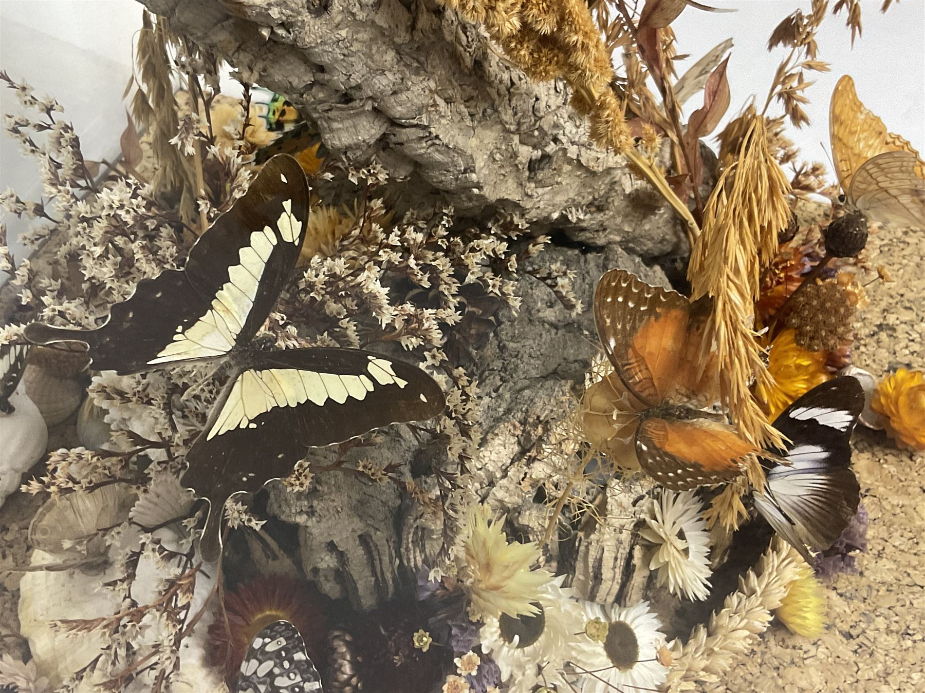 Entomology: 20th century cased moth and butterfly diorama, including Godart morpho, Chrysiridia rhipheus, Cathosia biblis, Appias lyncida, Hamadryas and others arranged amongst dried flowers and grasses, enclosed in a glass five sided terrarium display case with a wooden base, L43cm D43cm H49cm 