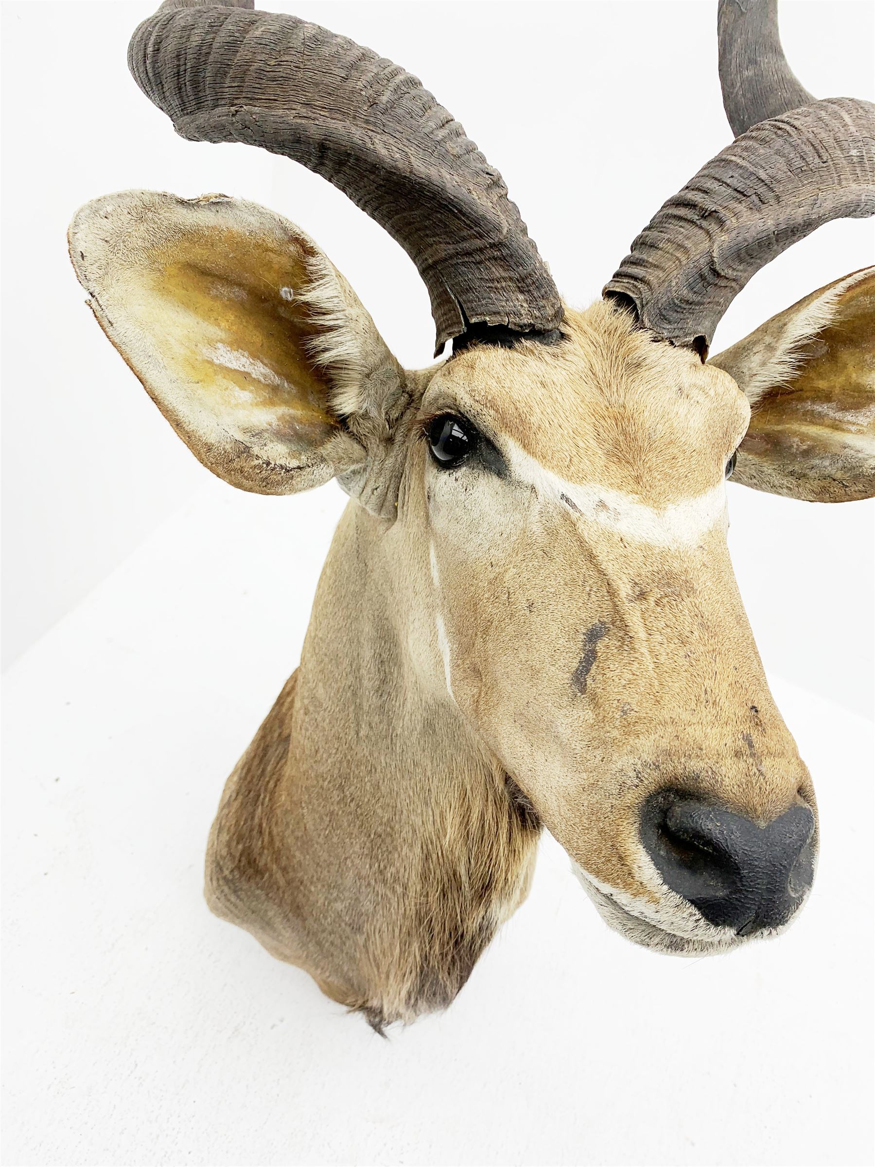 Taxidermy: Greater Kudu (Tragelaphus Strepsiceros), adult male shoulder mount, H170cm