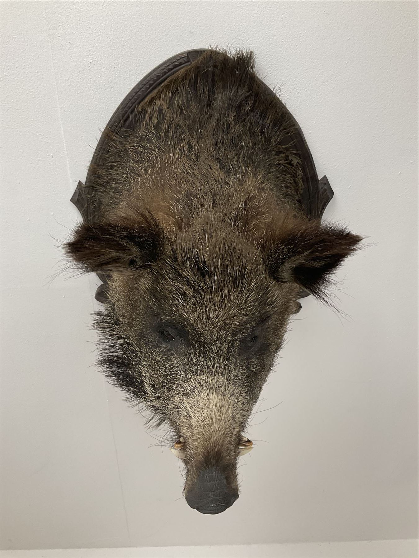 Taxidermy: European Wild Boar (Sus scrofa), adult male shoulder mount looking straight ahead upon an oak carved shield, approximately H67cm