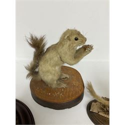 Taxidermy; Red fox mask (Vulpes vulpes), together with stoat (Mustela erminea) study and squirrel (Sciuridae), all on wood bases