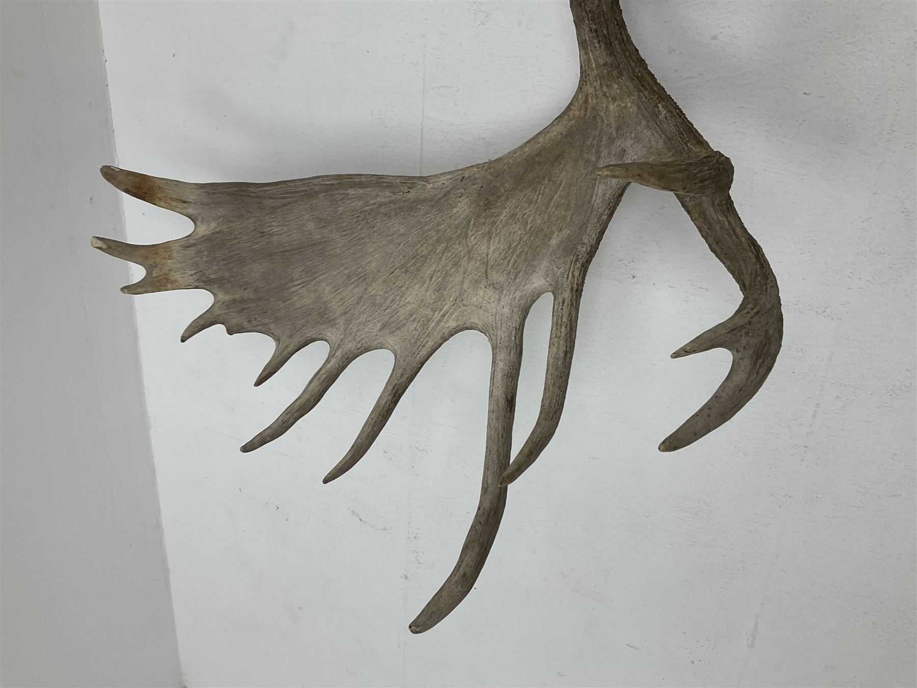Antlers/Horns: North American Moose Antlers (Alces alces), adult bull moose antlers upon tree section plaque, overall approximately H95cm L135cm