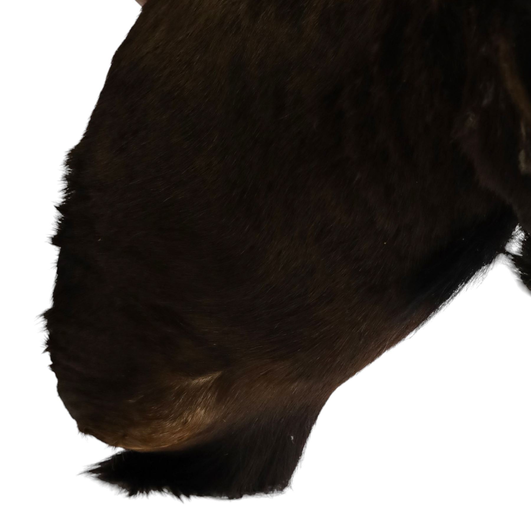 Taxidermy: Black Wildebeest (Connochaetes Gnou), adult male shoulder mount, with head turning slightly to the right, 81cm from wall